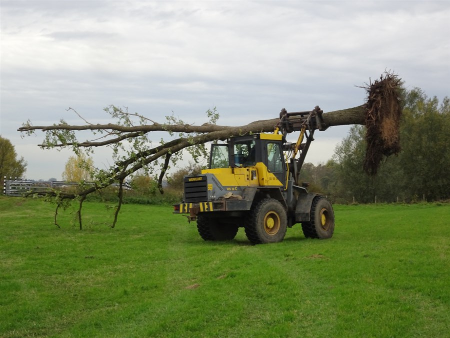 Een bouwwagen tilt een onwortelde boom 