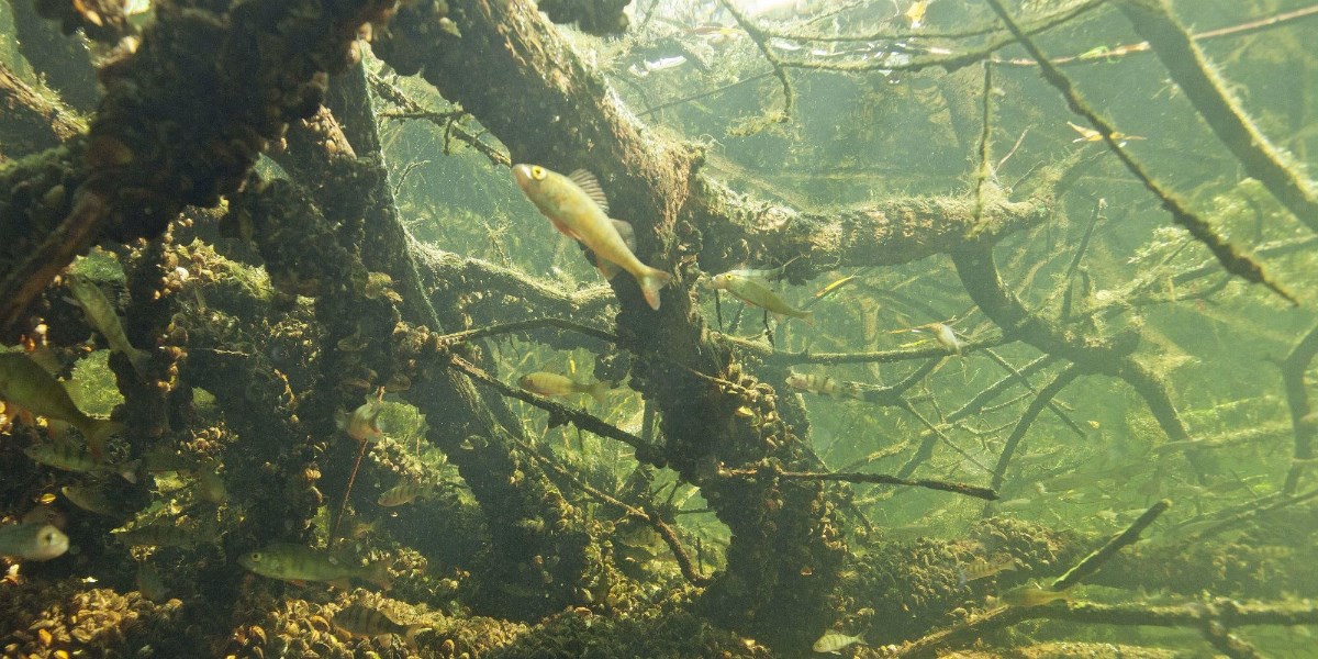  Onderwaterfoto van een vis in een zoetwateromgeving, omringd door ondergedompelde takken en algen.