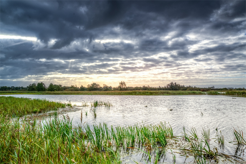 Een afbeelding van de Hoenwaard met groen riet in het water en zon die tussen de wolken door schijnt. 