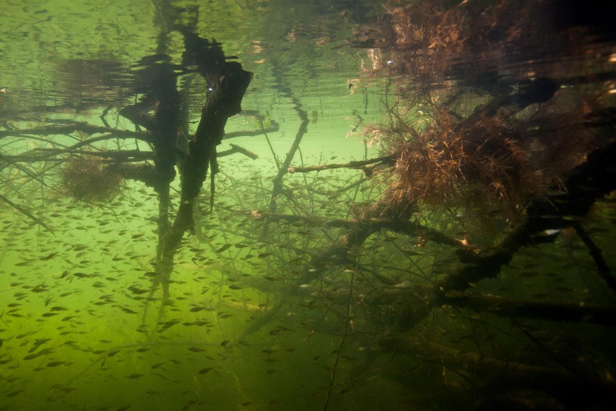 Een afbeelding van takken en andere begroeiing onder water met een grote groep visjes.