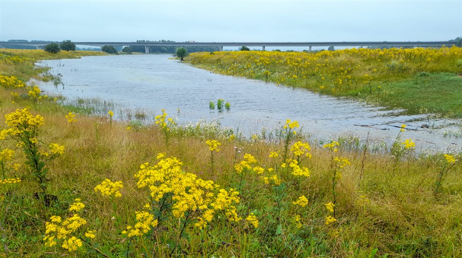 Een afbeelding van de Stokebrandsweerd met aan weerszijden velden vol gele bloemetjes en in de verte een brug. 